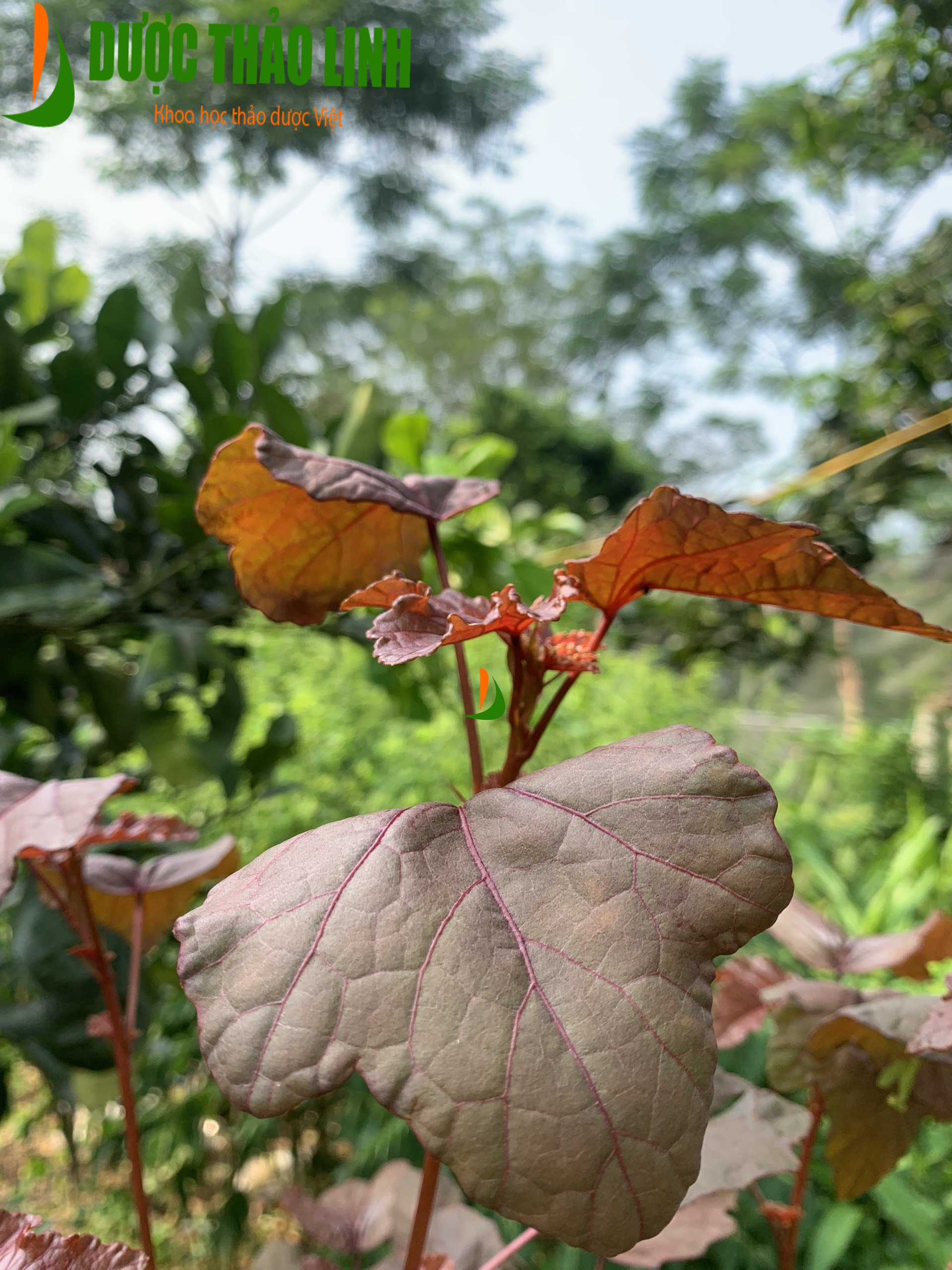 Bụp giấm đỏ