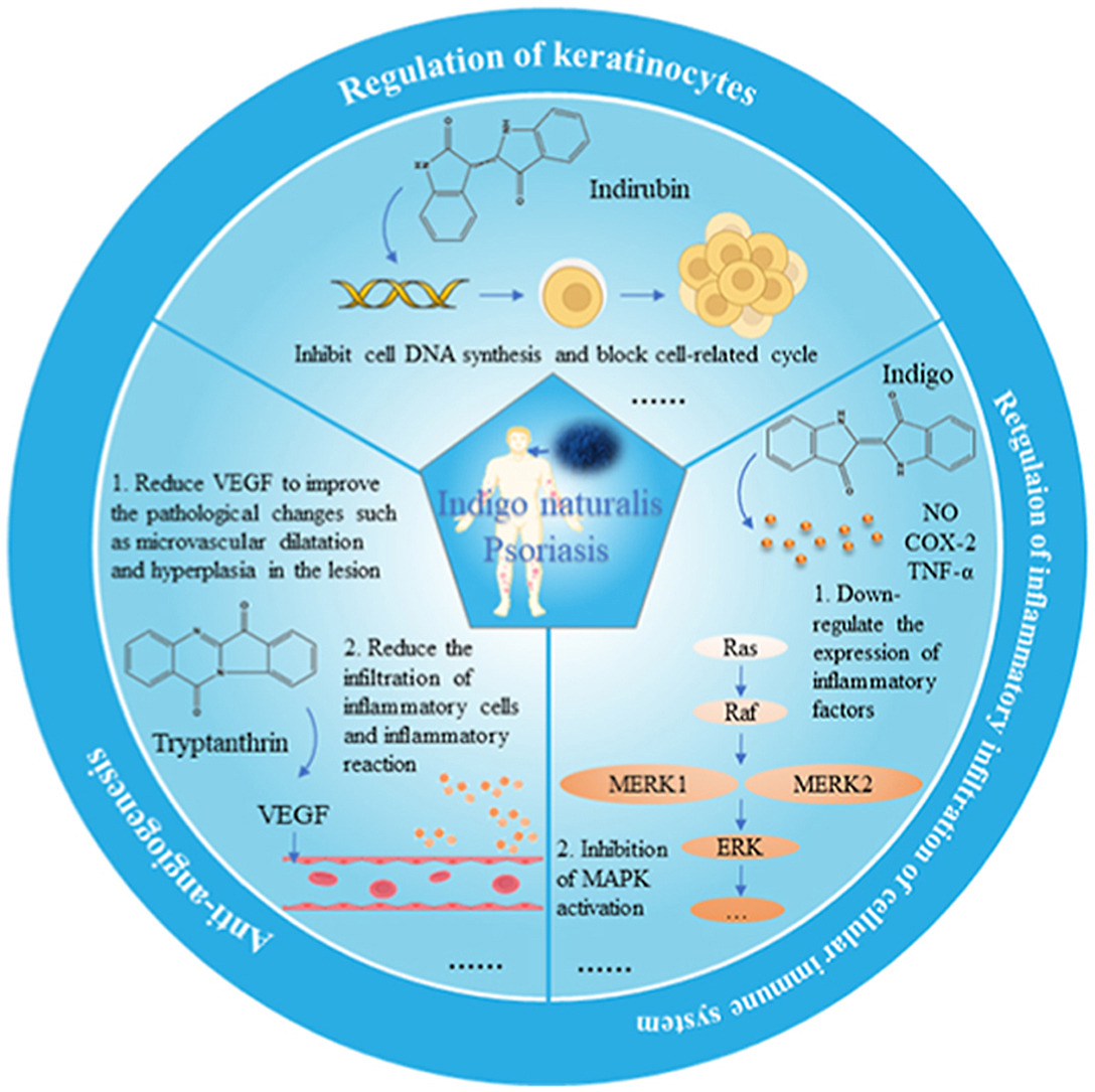 CÂY CHÀM MÈO ĐIỀU TRỊ VẢY NẾN ĐƯỢC KHÔNG? | Dược Thảo Linh - Khoa học thảo dược