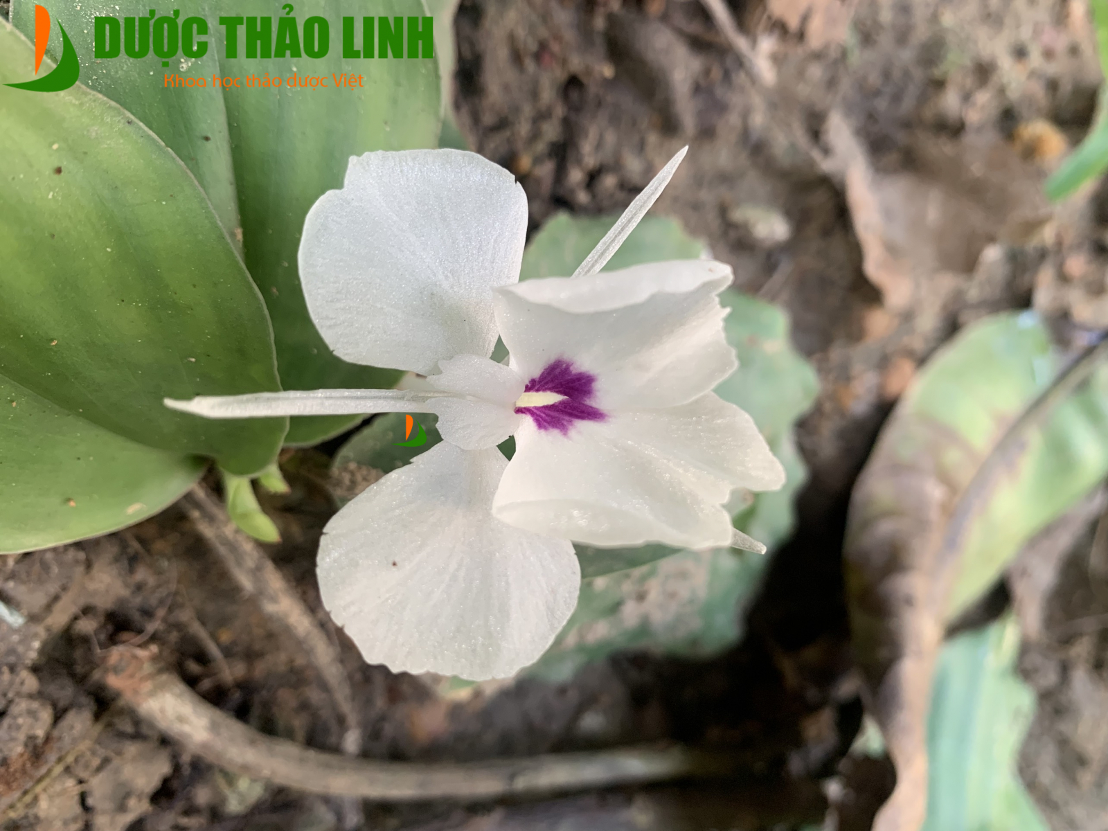 Địa liền | Dược Thảo Linh - Khoa học thảo dược