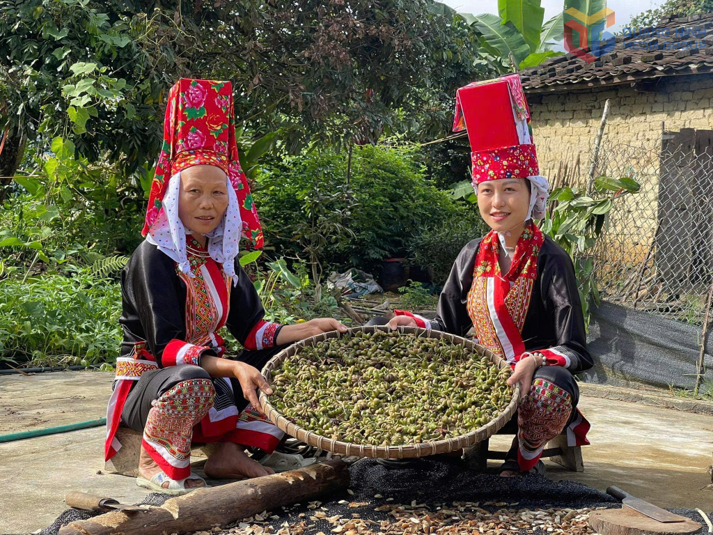 Ông lang, bà mế và tri thức bản địa: Linh hồn của y học vùng cao | Dược Thảo Linh - Khoa học thảo dược