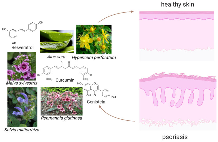 Thuốc Nam và bài toán điều trị vảy nến: Hiệu quả thực hay lời đồn?? | Dược Thảo Linh - Khoa học thảo dược