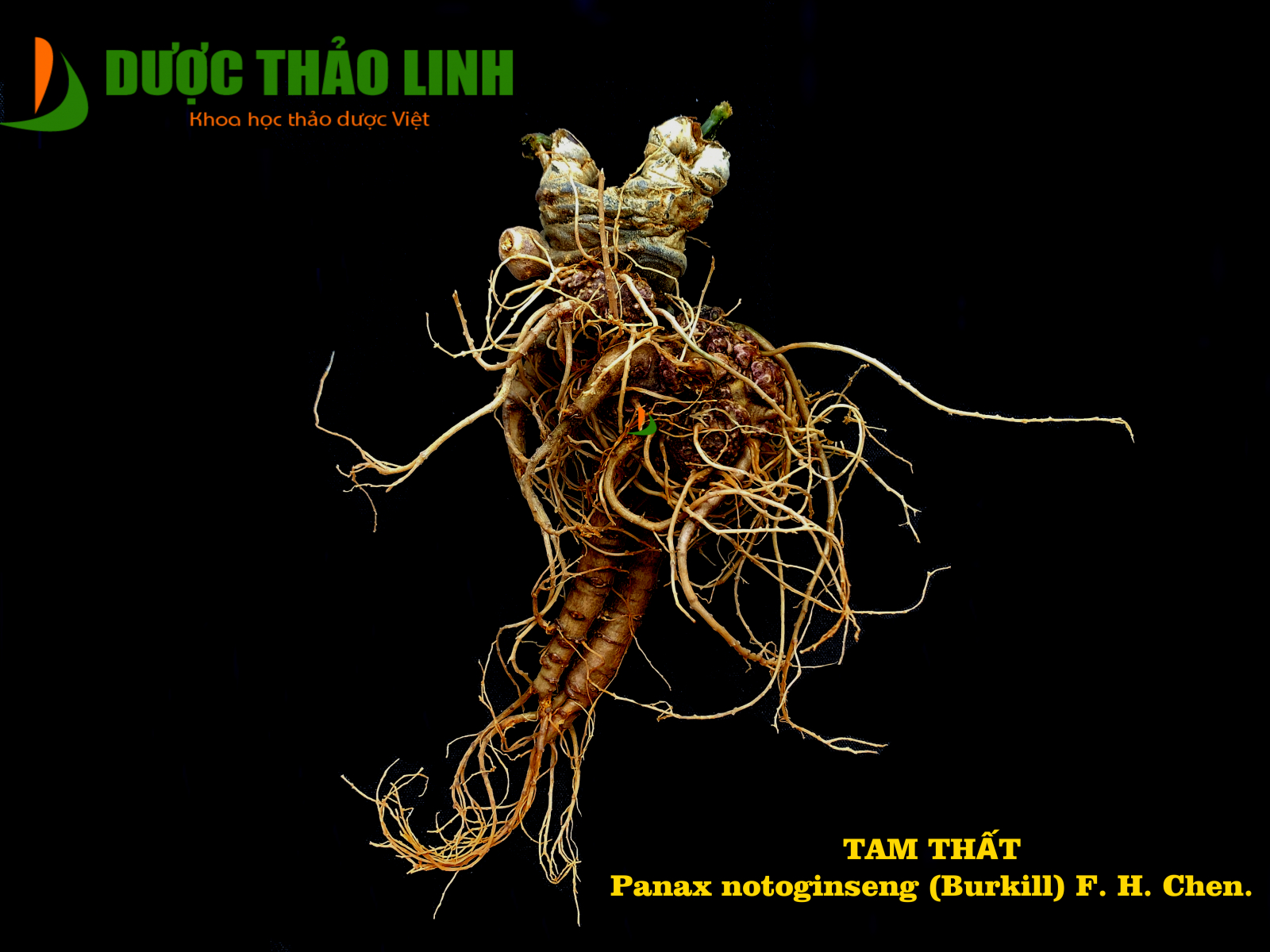 Tam thất | Dược Thảo Linh - Khoa học thảo dược