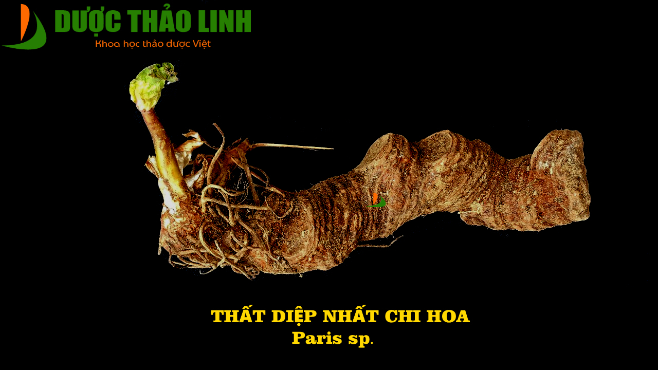 Thất diệp nhất chi hoa | Dược Thảo Linh - Khoa học thảo dược