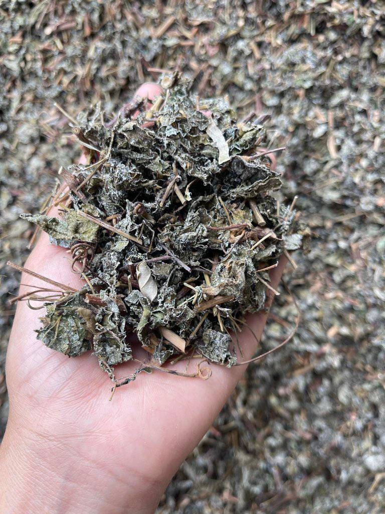 CHÈ DÂY - 1KG KHÔ | Dược Thảo Linh - Khoa học thảo dược