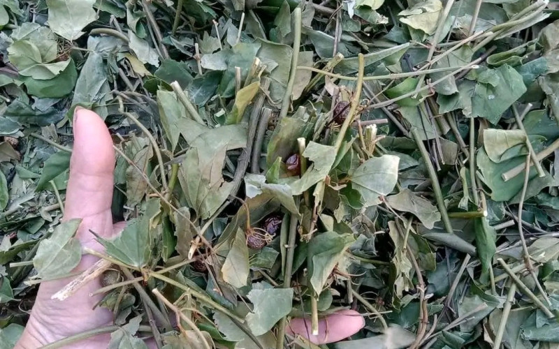 CHÈ VẰNG - 1KG KHÔ | Dược Thảo Linh - Khoa học thảo dược