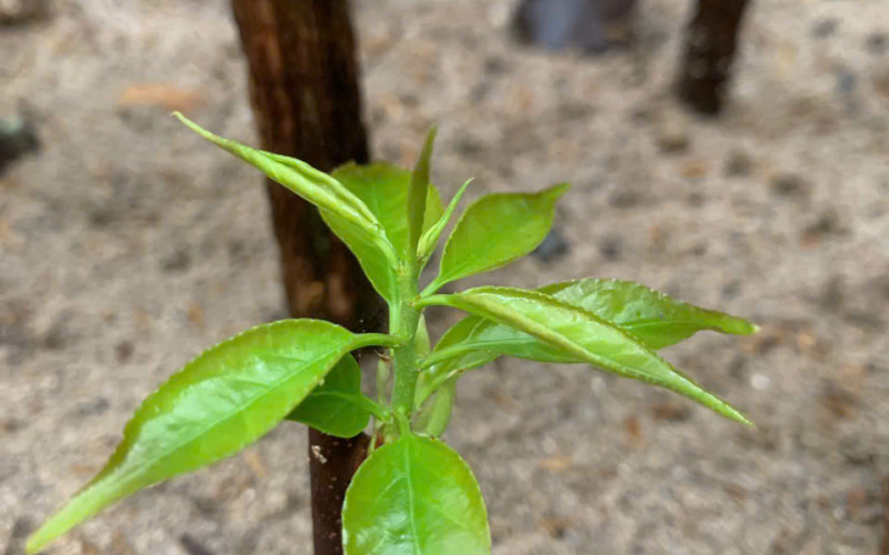 CÂY GIỐNG XẠ ĐEN CHÂU ÂU | Dược Thảo Linh - Khoa học thảo dược