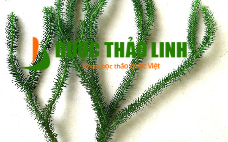 THẠCH TÙNG THÂN GẬP - 1KG KHÔ | Dược Thảo Linh - Khoa học thảo dược