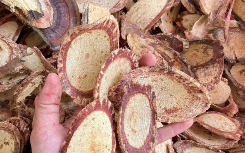 CỎ MÁU NGỌT - 1KG KHÔ | Dược Thảo Linh - Khoa học thảo dược