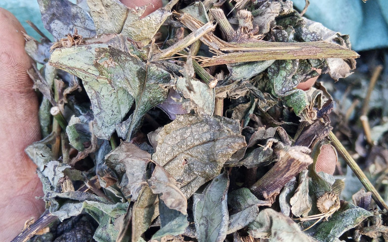 BẦU RỪNG - 1KG KHÔ | Dược Thảo Linh - Khoa học thảo dược