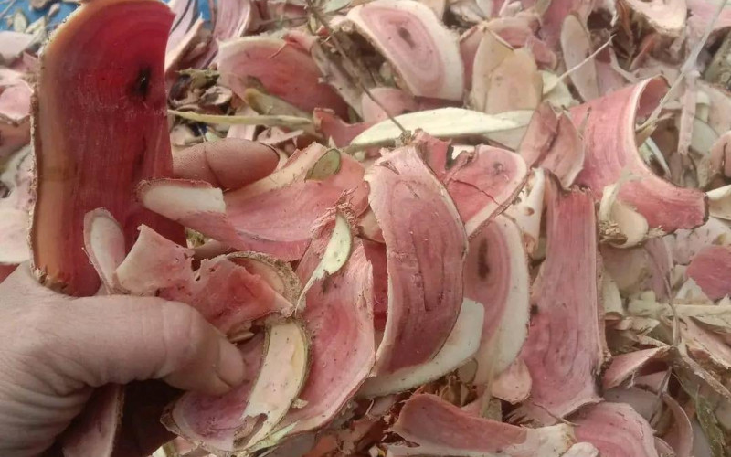 BÒN BỌT - 1KG KHÔ | Dược Thảo Linh - Khoa học thảo dược