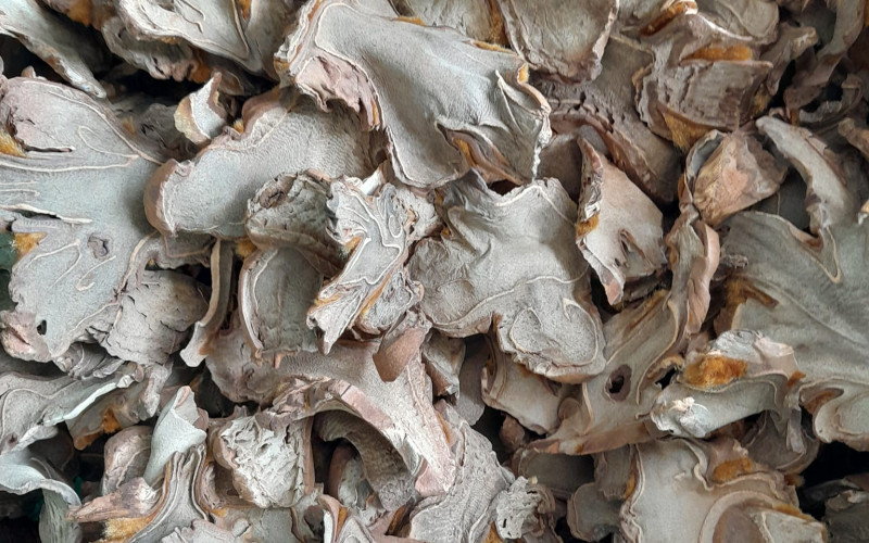 CẨU TÍCH - 1KG KHÔ | Dược Thảo Linh - Khoa học thảo dược