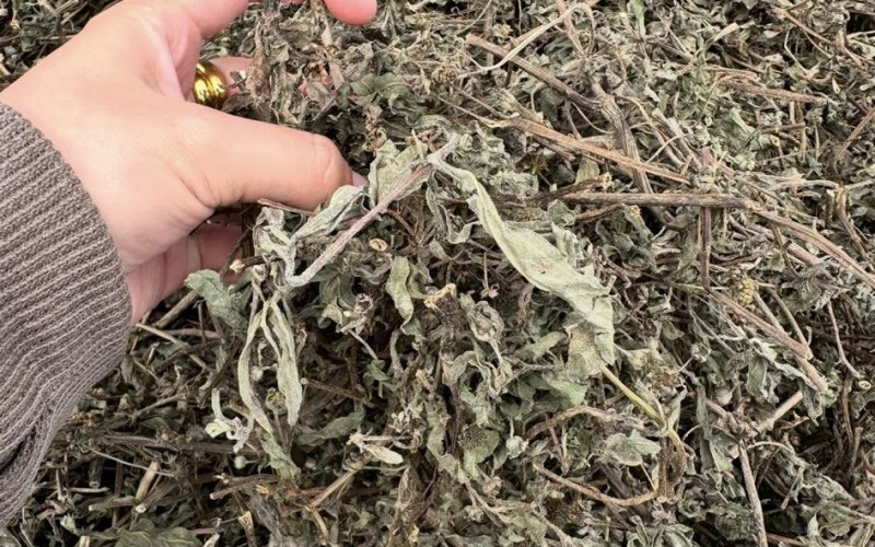 CỎ MỰC - 1KG KHÔ | Dược Thảo Linh - Khoa học thảo dược