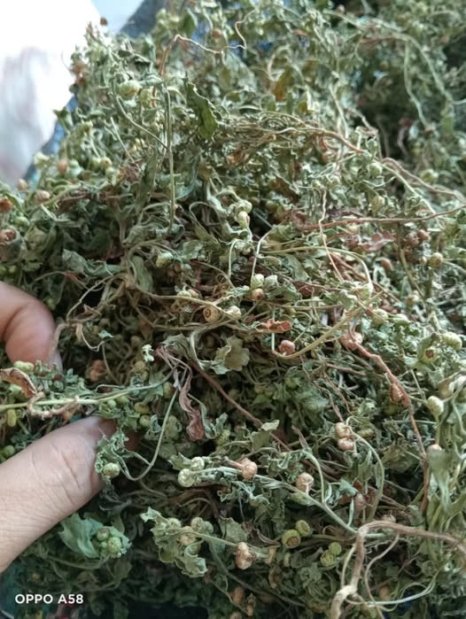 CÓC MẲN - 1KG KHÔ | Dược Thảo Linh - Khoa học thảo dược