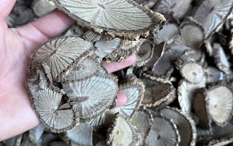 ĐẠI DIỆP ĐẰNG- 1KG KHÔ | Dược Thảo Linh - Khoa học thảo dược