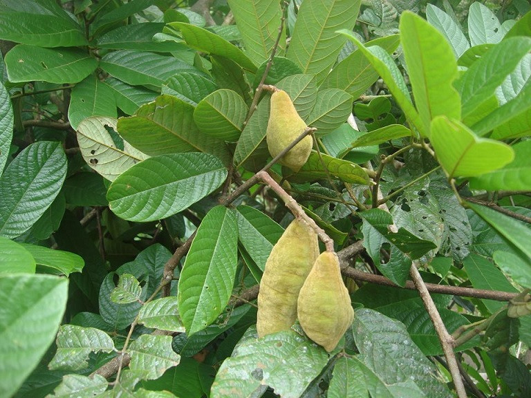 DÂY THUỐC CÁ - 1KG KHÔ | Dược Thảo Linh - Khoa học thảo dược