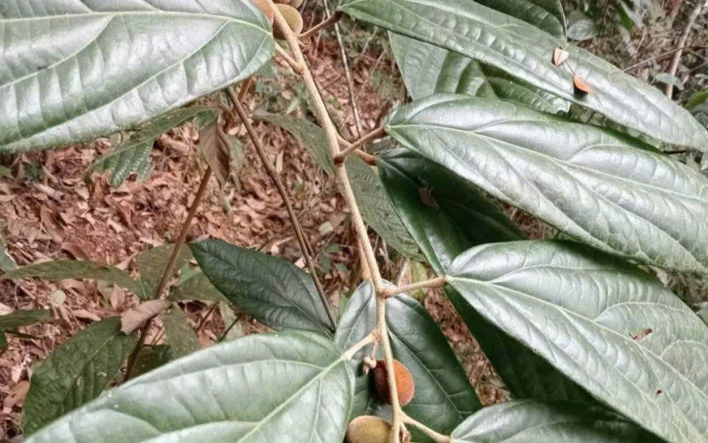 DÂY MỀ GÀ - 1KG KHÔ | Dược Thảo Linh - Khoa học thảo dược