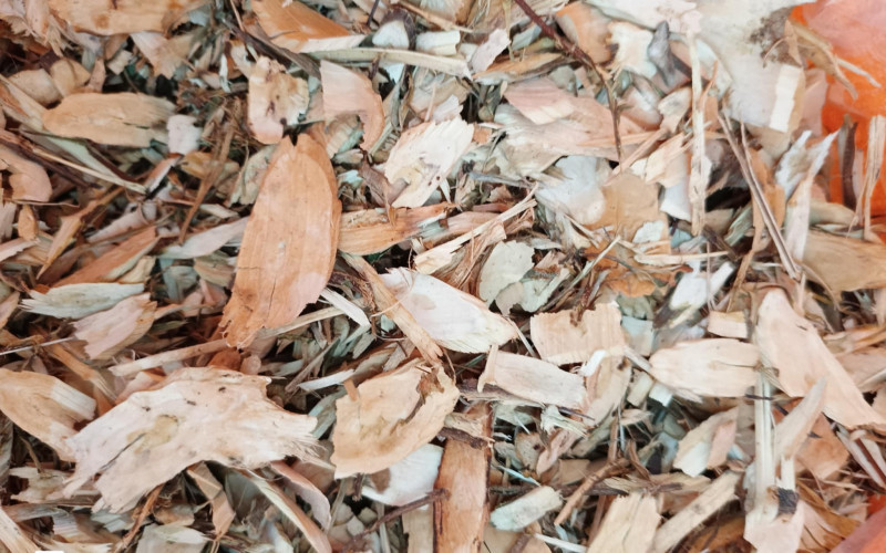 CƠM NGUỘI - 1KG KHÔ | Dược Thảo Linh - Khoa học thảo dược