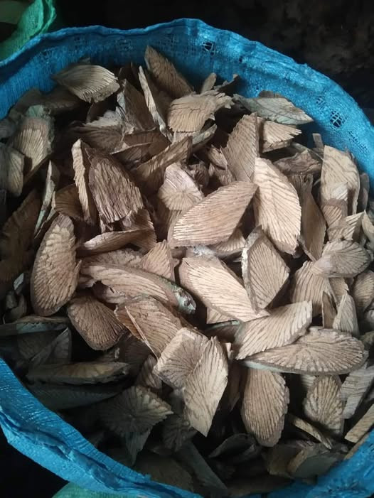 QUỶ NÚI - 1KG KHÔ | Dược Thảo Linh - Khoa học thảo dược